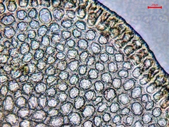 Odontoschisma sphagni