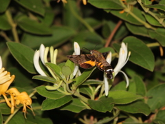 Macroglossum pyrrhosticta