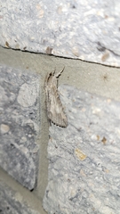 Melipotis acontioides