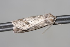 Destolmia lineata