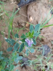 Medicago sativa