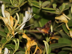 Macroglossum pyrrhosticta