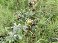 Medicago sativa