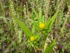 Bidens comosa