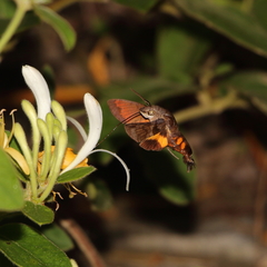 Macroglossum pyrrhosticta