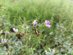 Medicago sativa