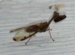 Dicromantispa interrupta