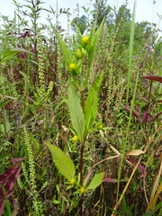 Bidens comosa