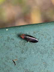 Cephaloconus cyprinus