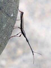Curculionoidea