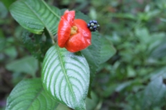 Palicourea tomentosa