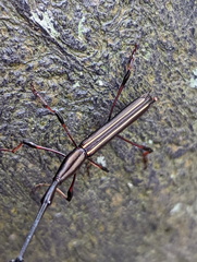 Curculionoidea