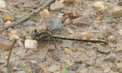 Phanogomphus oklahomensis