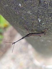Curculionoidea
