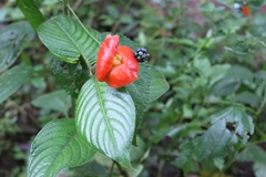 Palicourea tomentosa