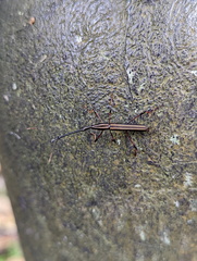 Curculionoidea