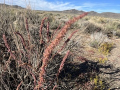 Amaranthus fimbriatus