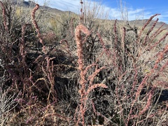 Amaranthus fimbriatus