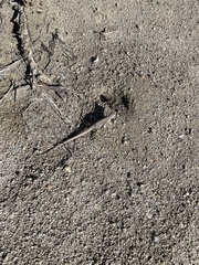 Dipsosaurus dorsalis