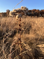 Solidago riddellii