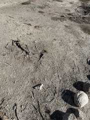 Dipsosaurus dorsalis