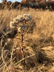Solidago riddellii