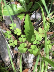 Oxalis incarnata