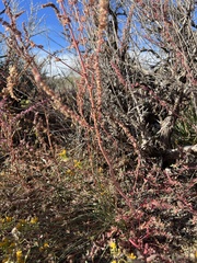 Amaranthus fimbriatus