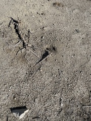 Dipsosaurus dorsalis