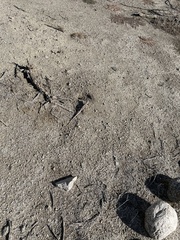 Dipsosaurus dorsalis