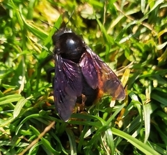 Xylocopa augusti