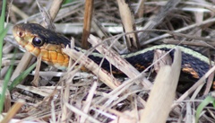 Thamnophis sirtalis concinnus