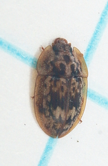 Lobiopa undulata