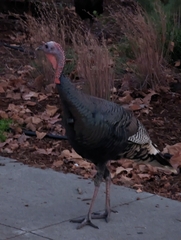 Meleagris gallopavo