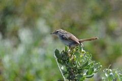 Cisticola subruficapilla