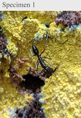 Odontomachus