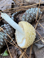 Amanita