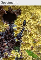 Odontomachus