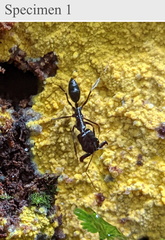 Odontomachus