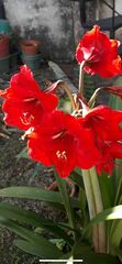 Hippeastrum hybridum