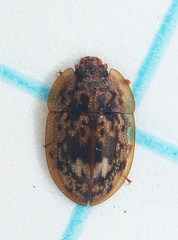 Lobiopa undulata
