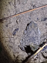Rhinella humboldti