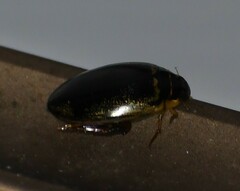 Thermonectus basillaris basillaris