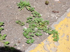 Glandularia quadrangulata
