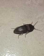 Heteroderes amplicollis