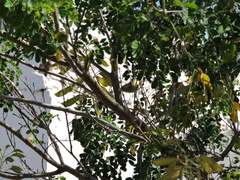 Leiothlypis celata