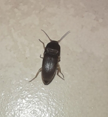 Heteroderes amplicollis