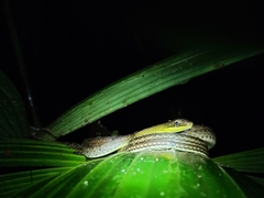 Dendrophidion percarinatum