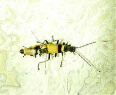 Chauliognathus imperialis