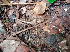 Stenocercus erythrogaster